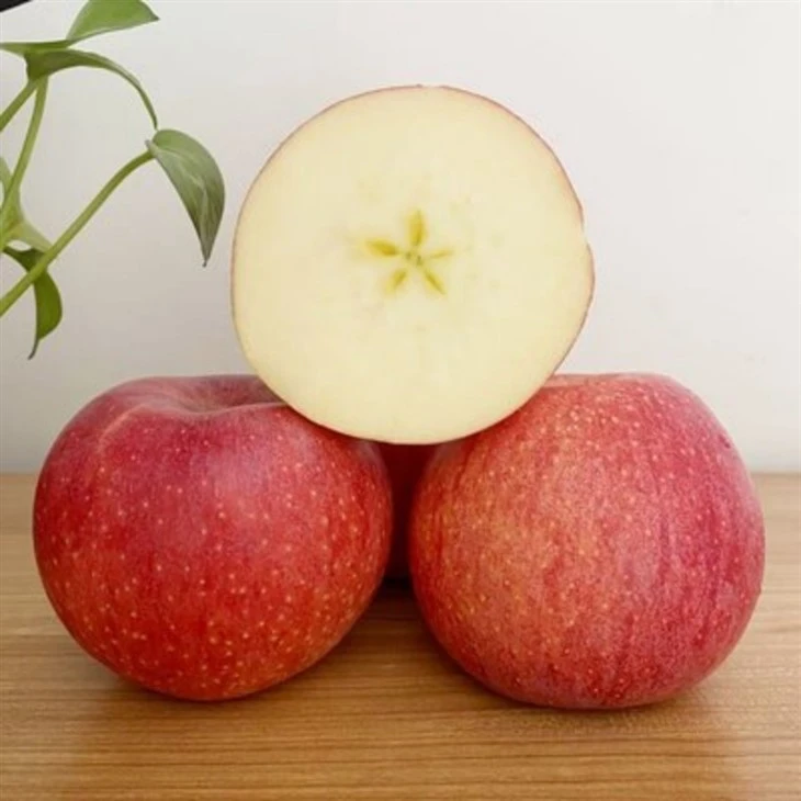 new crop qinguan apple suppliers
