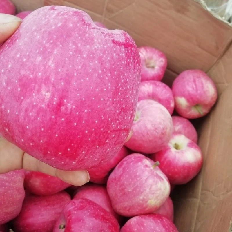 100 Red Star Apple suppliers